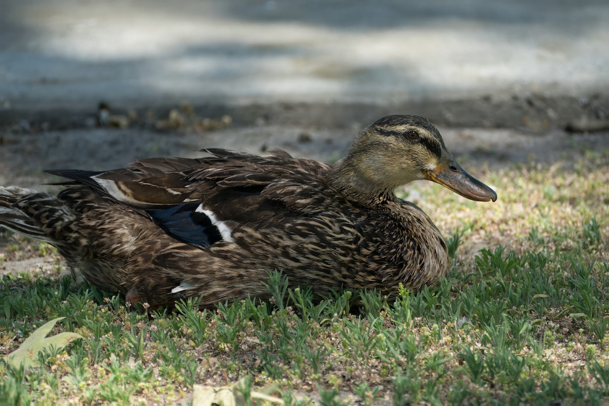 Mallard - Alexander Yan