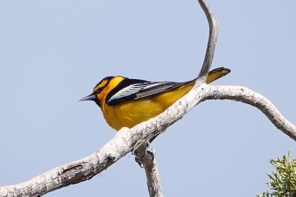 Bullock's Oriole - Lisa Wilk