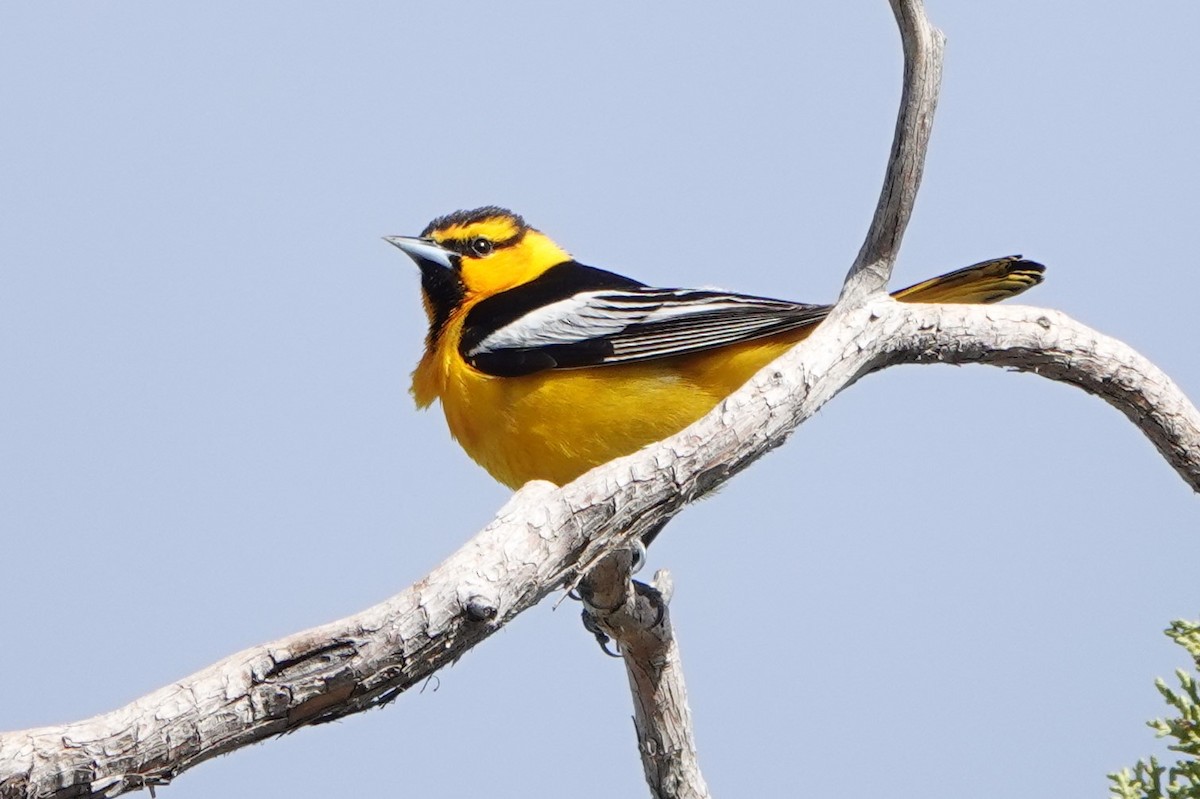 Bullock's Oriole - Lisa Wilk