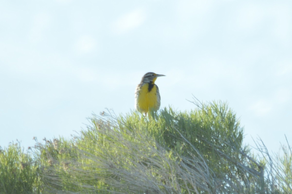 Western Meadowlark - Alyson DeNittis