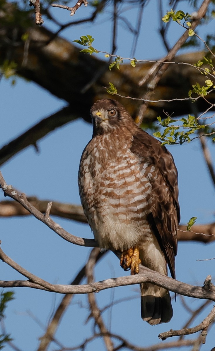 Broad-winged Hawk - Terry Spitzenberger