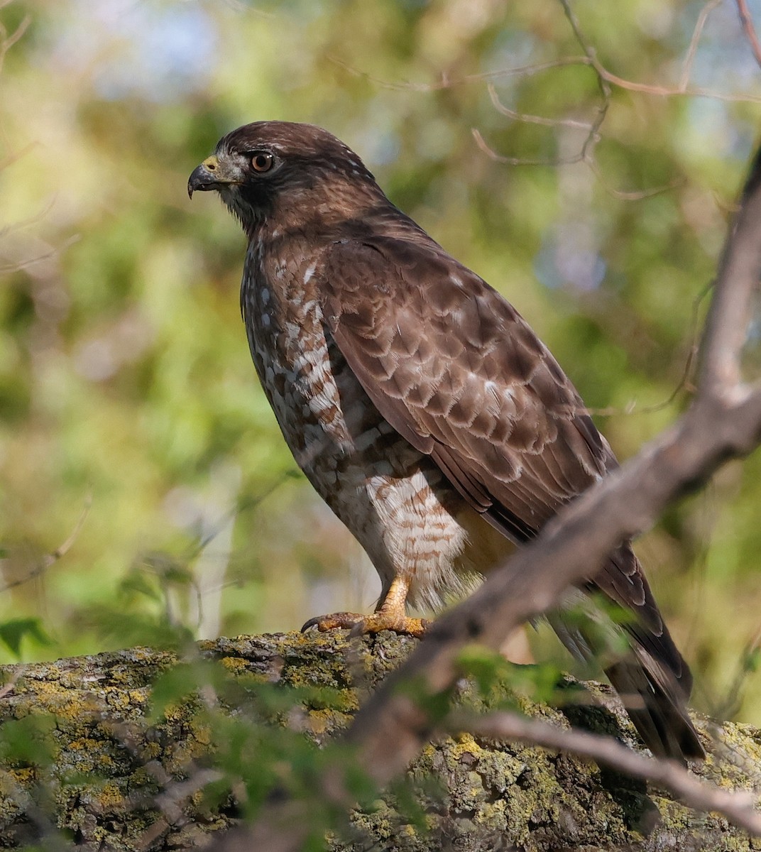 Broad-winged Hawk - Terry Spitzenberger