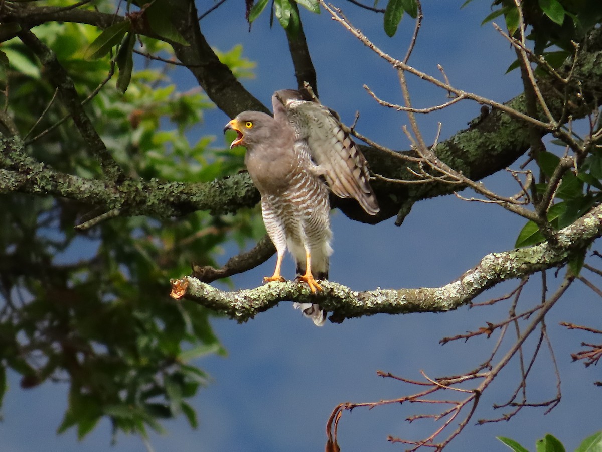 Roadside Hawk - Iby Orosco