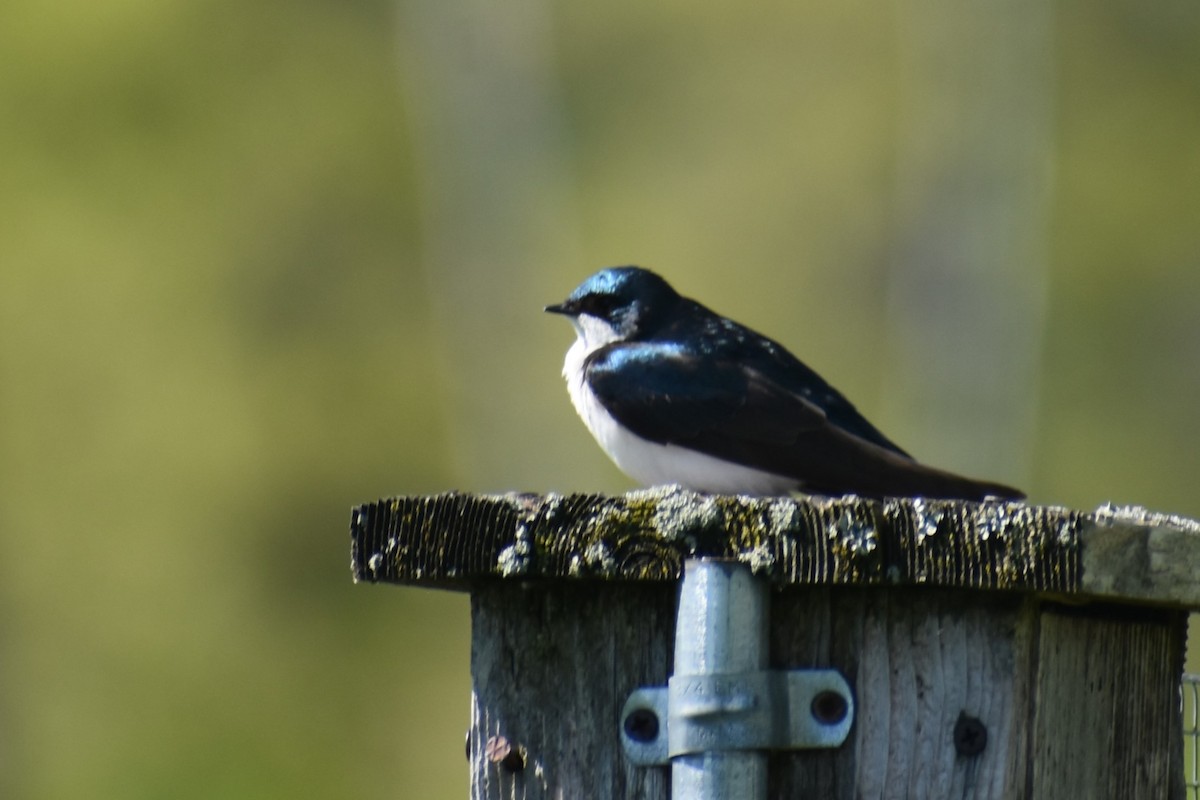 Tree Swallow - Jason Leduc