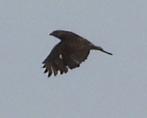 Broad-winged Hawk - Eric Haskell