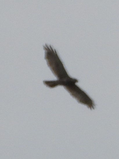 Broad-winged Hawk - Eric Haskell