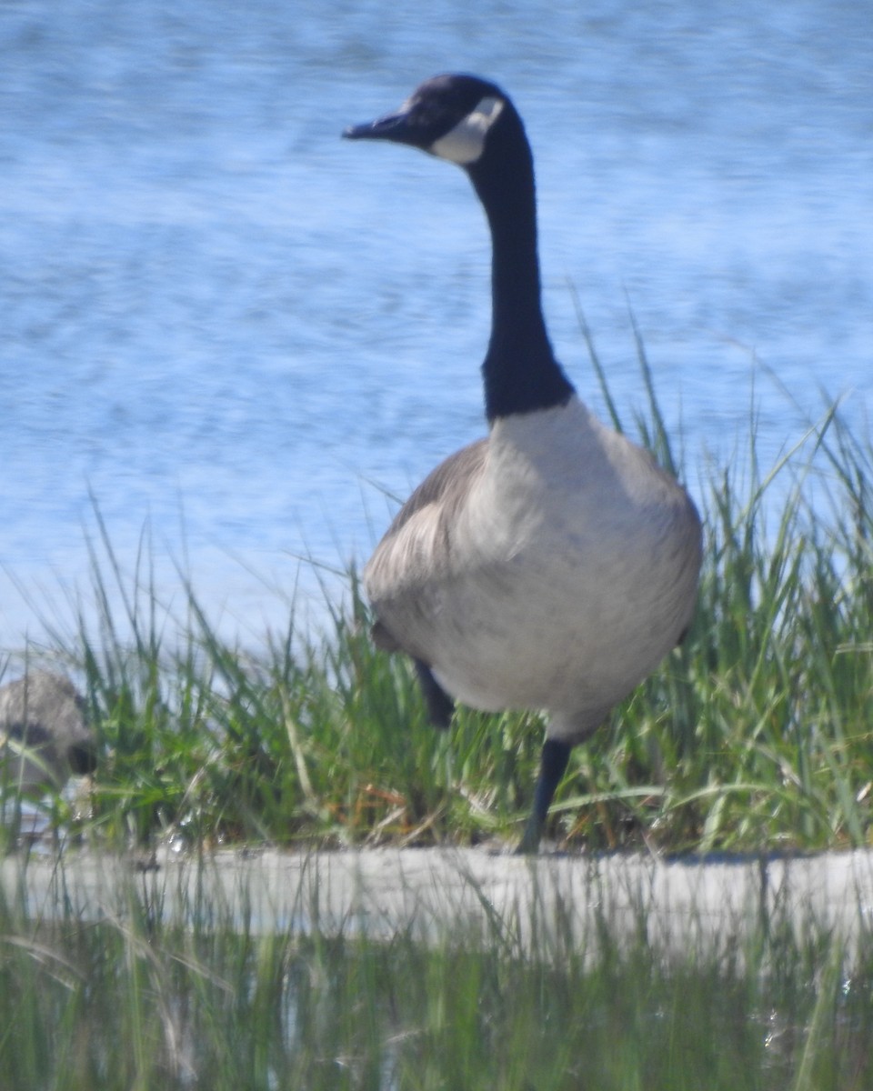 Canada Goose - ML618865000