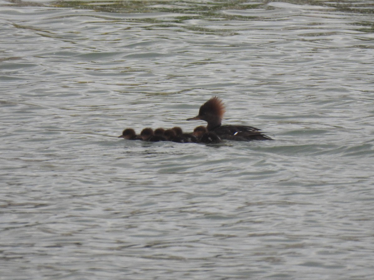 Hooded Merganser - ML618865001