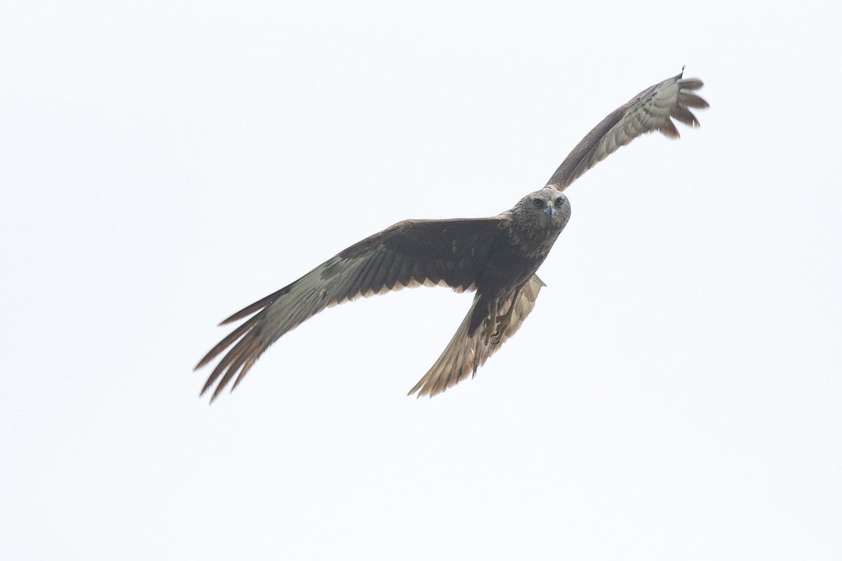 Eastern Marsh Harrier - 1an Wang