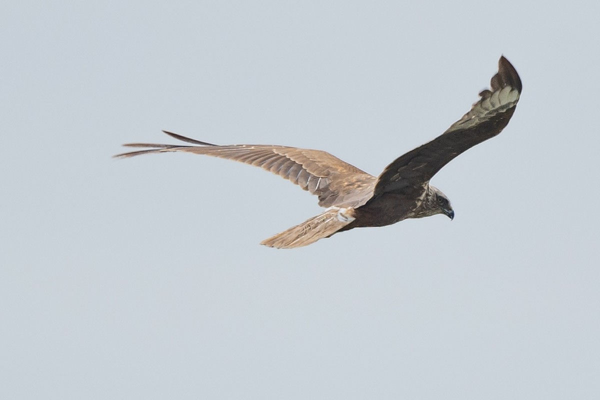 Eastern Marsh Harrier - 1an Wang