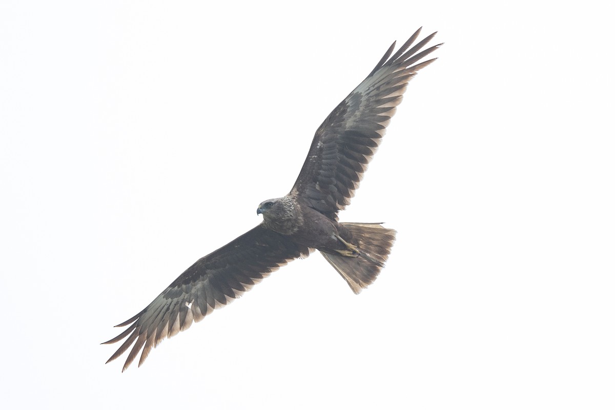 Eastern Marsh Harrier - ML618865018