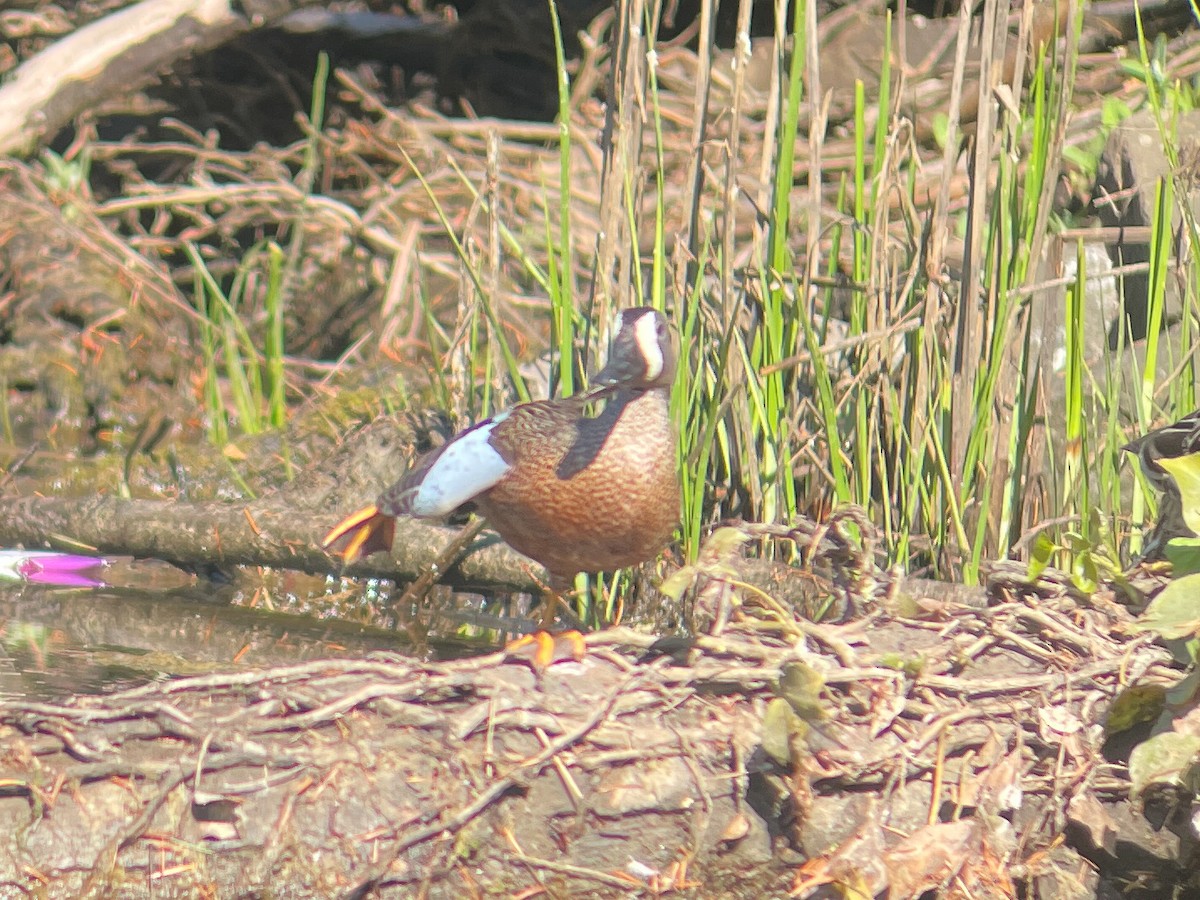 Blue-winged Teal - Ed Beck