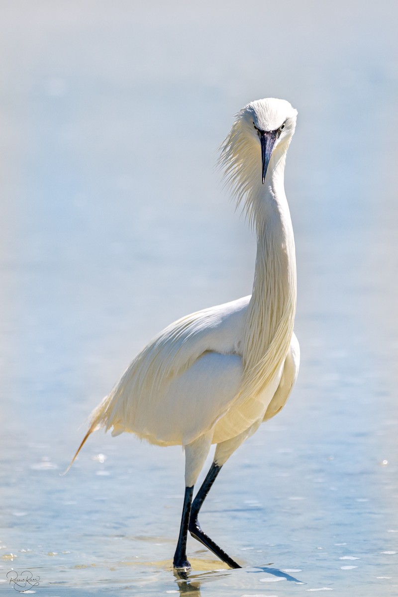 Reddish Egret - Reenie Ram