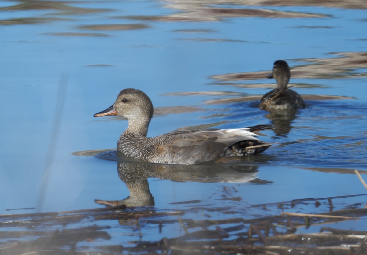 Gadwall - ML618865037