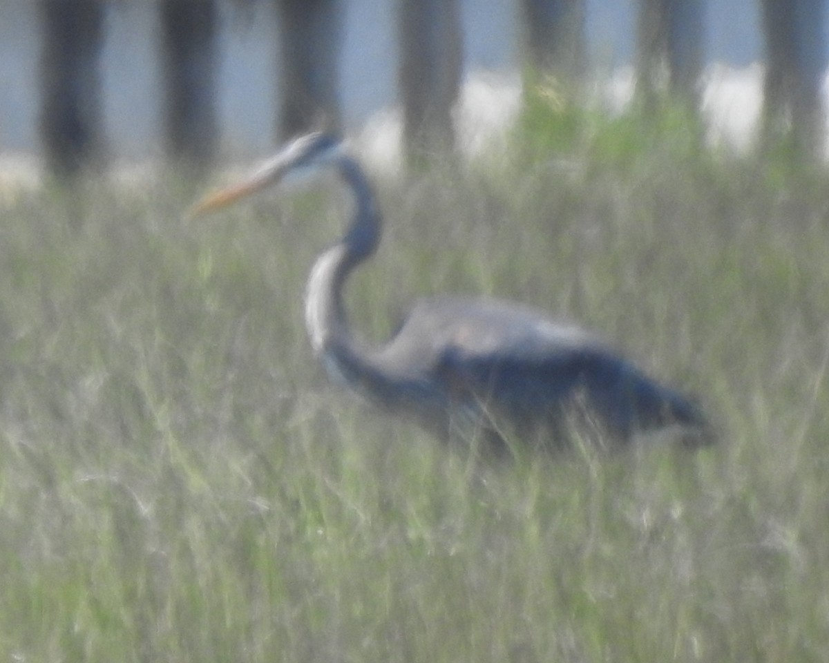 Great Blue Heron - ML618865038