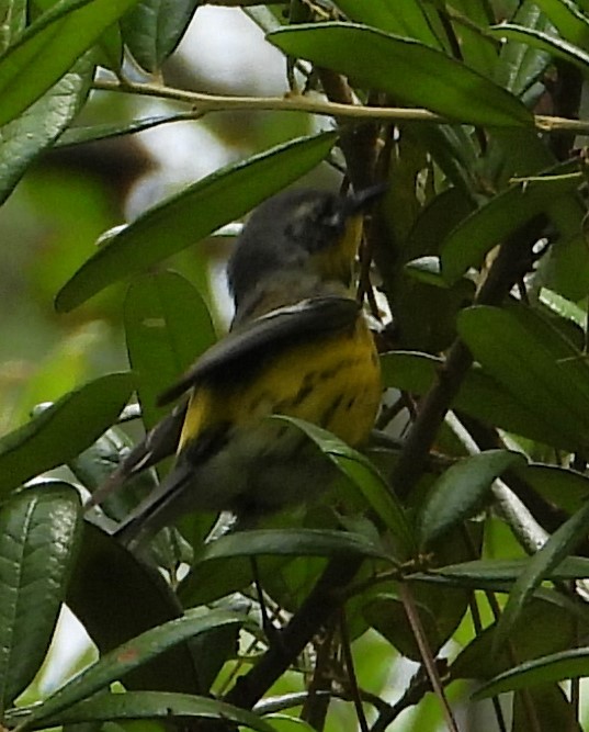 Magnolia Warbler - ML618865039