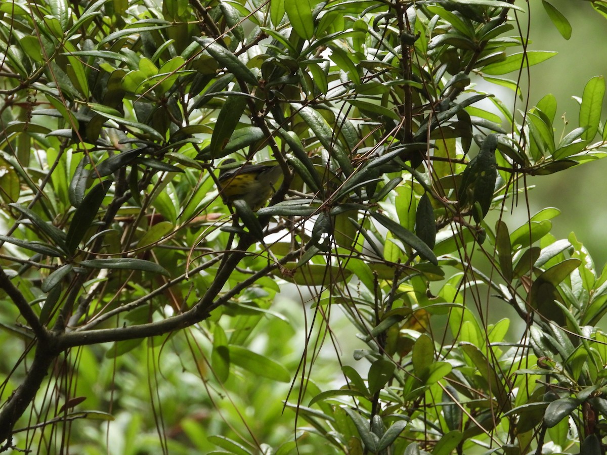 Magnolia Warbler - Eric Haskell