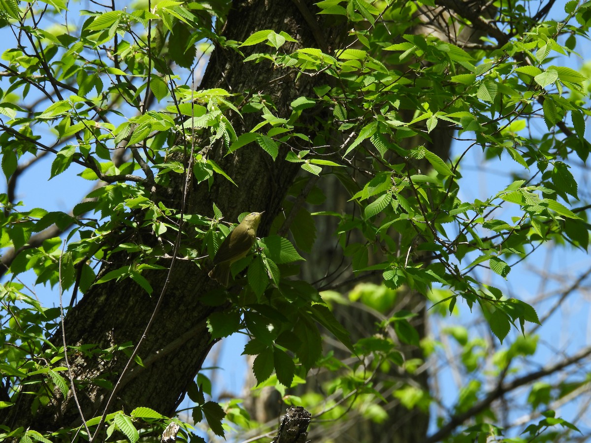 Warbling Vireo - Clayton Will