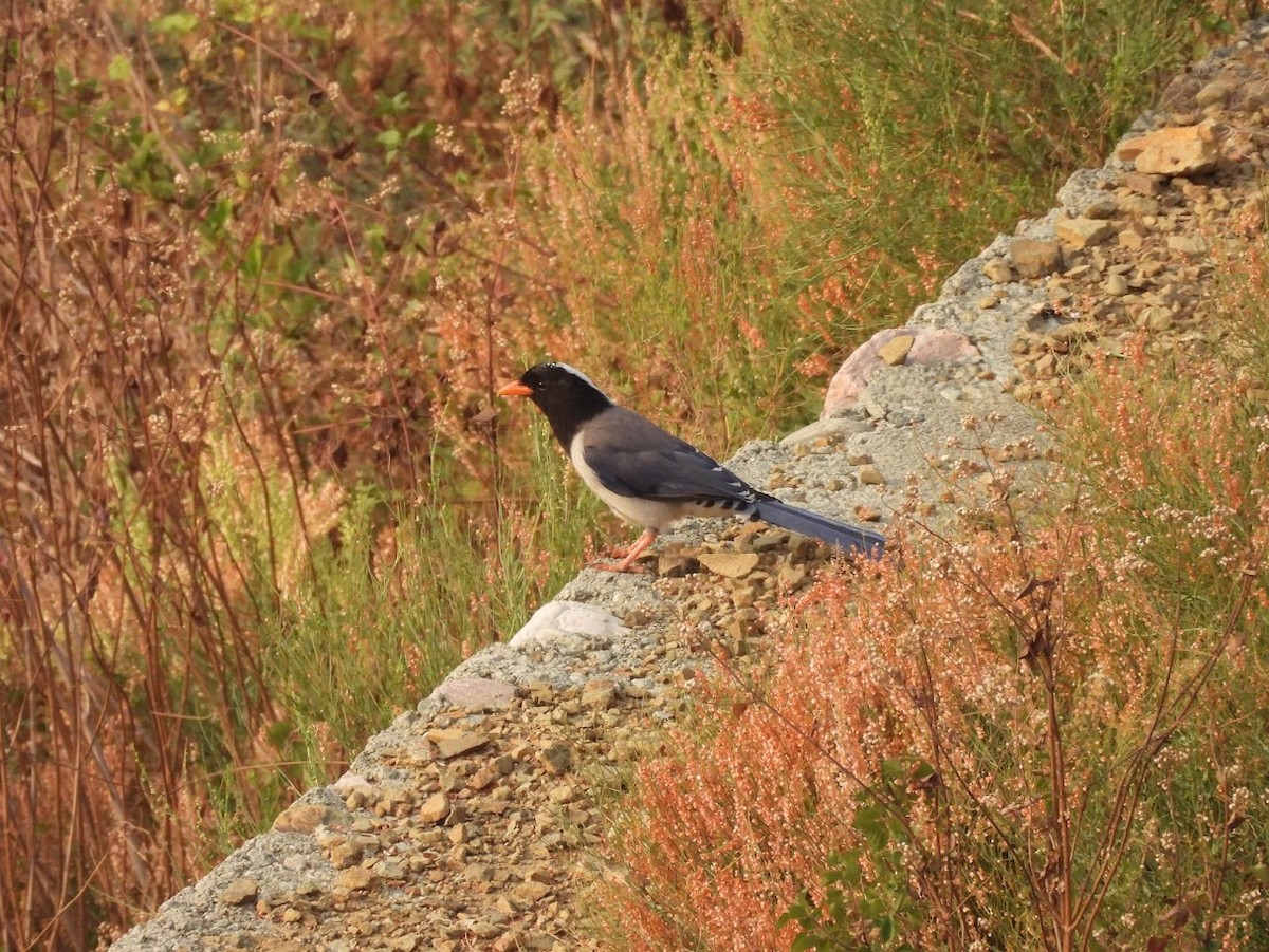 Red-billed Blue-Magpie - ML618865058