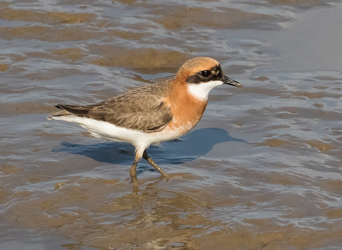 Tibetan Sand-Plover - John le Rond