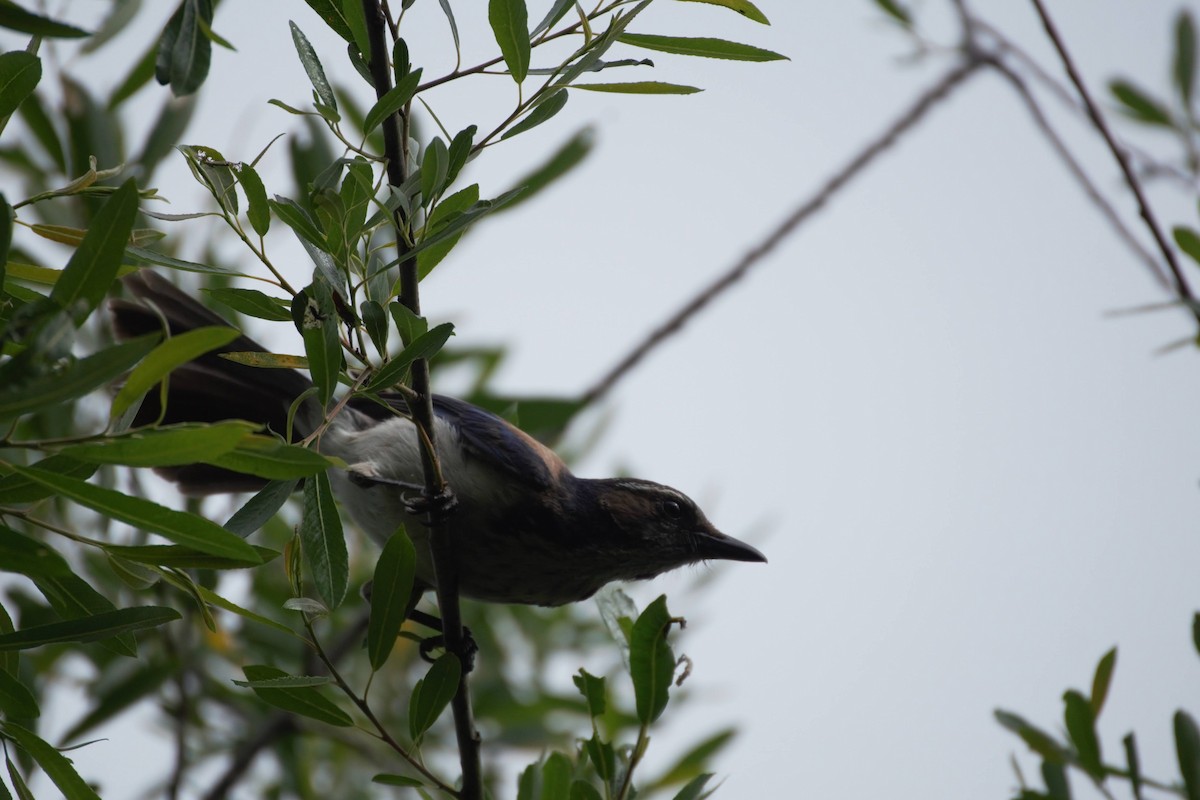 California Scrub-Jay - ML618865060