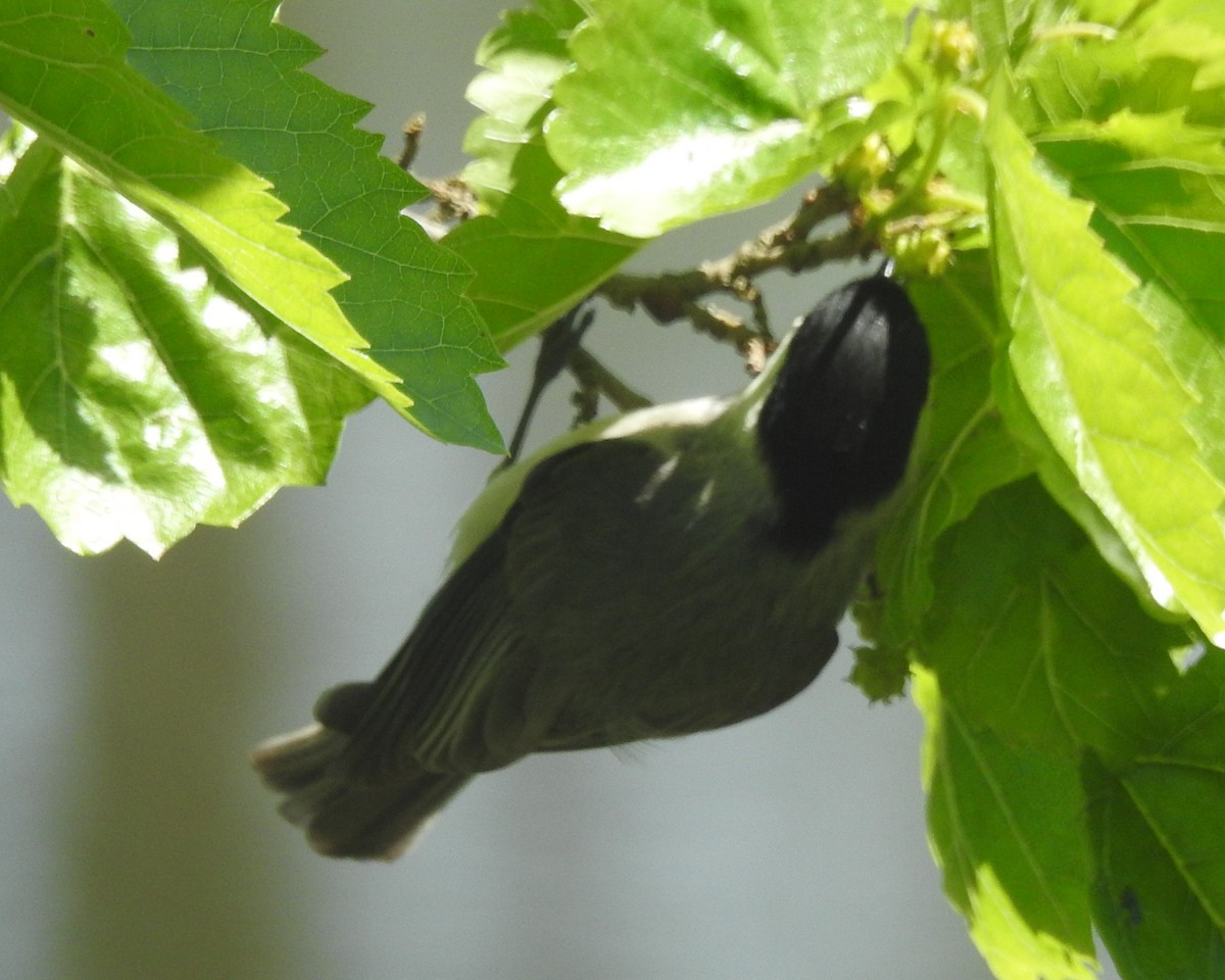 Carolina Chickadee - ML618865062