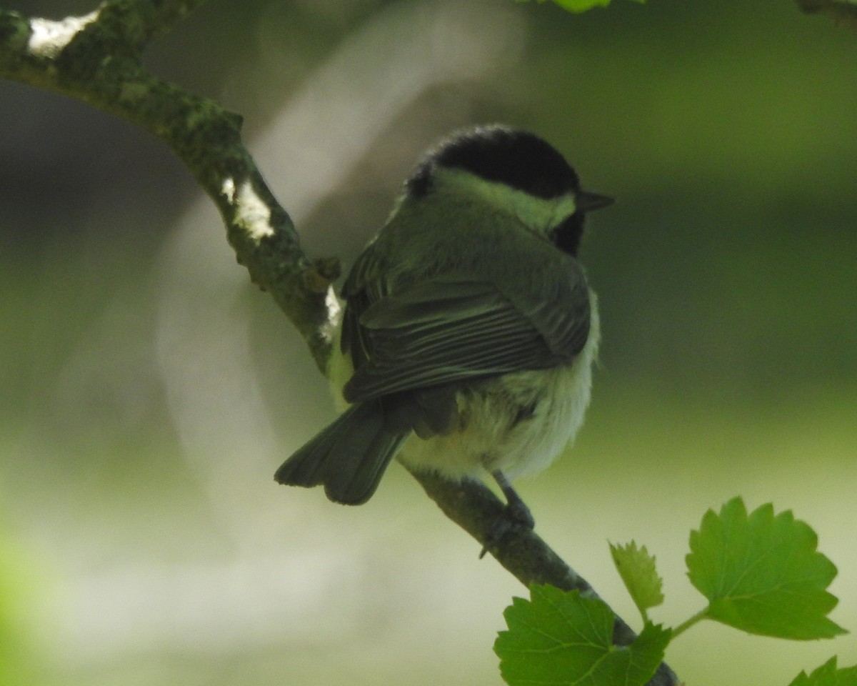 Carolina Chickadee - ML618865063