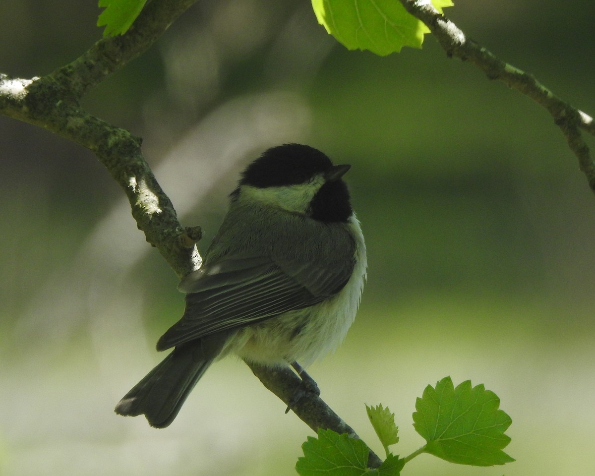 Carolina Chickadee - ML618865064