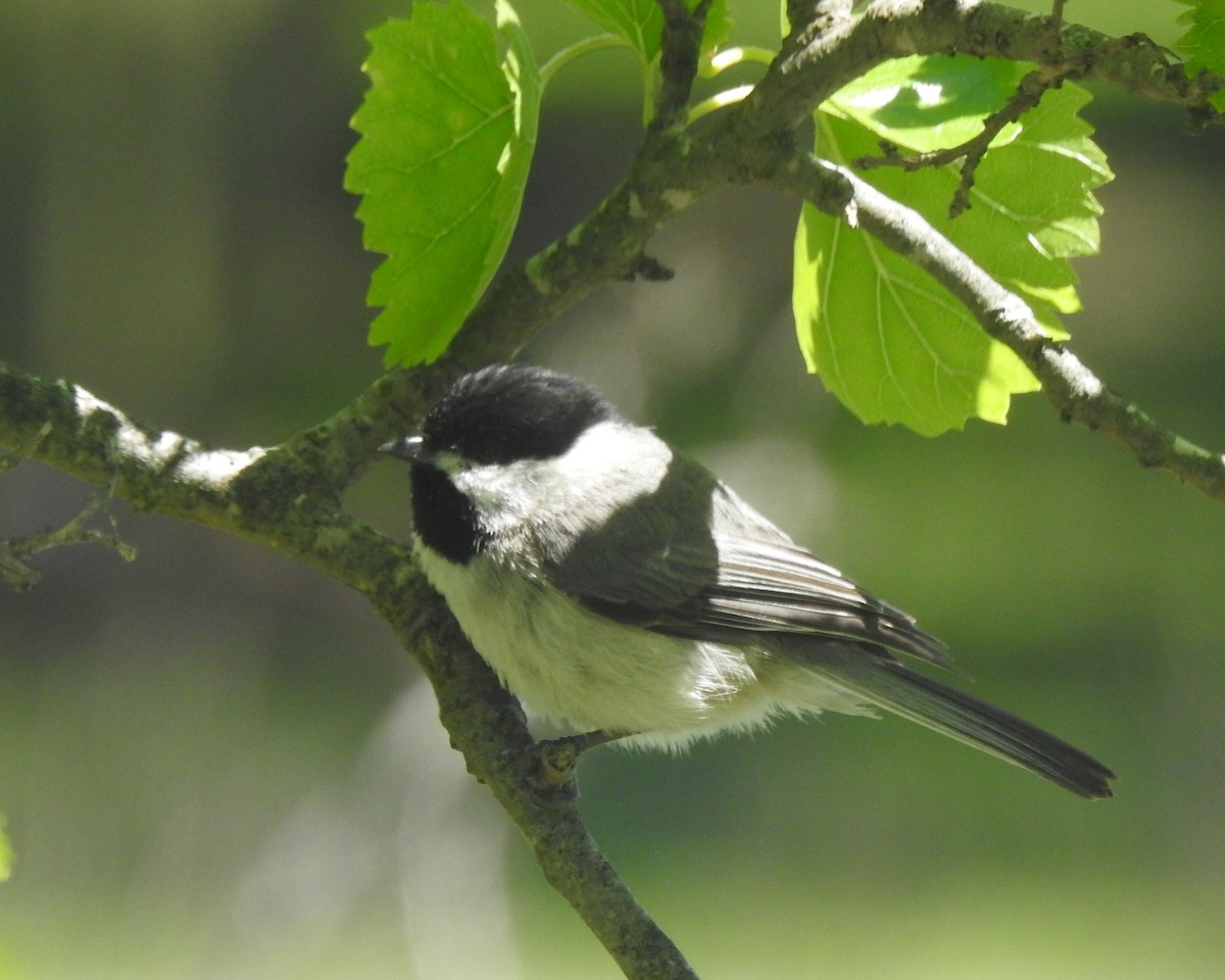 Carolina Chickadee - ML618865065