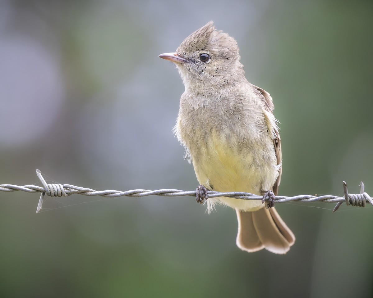 Lesser Elaenia - José Orozco