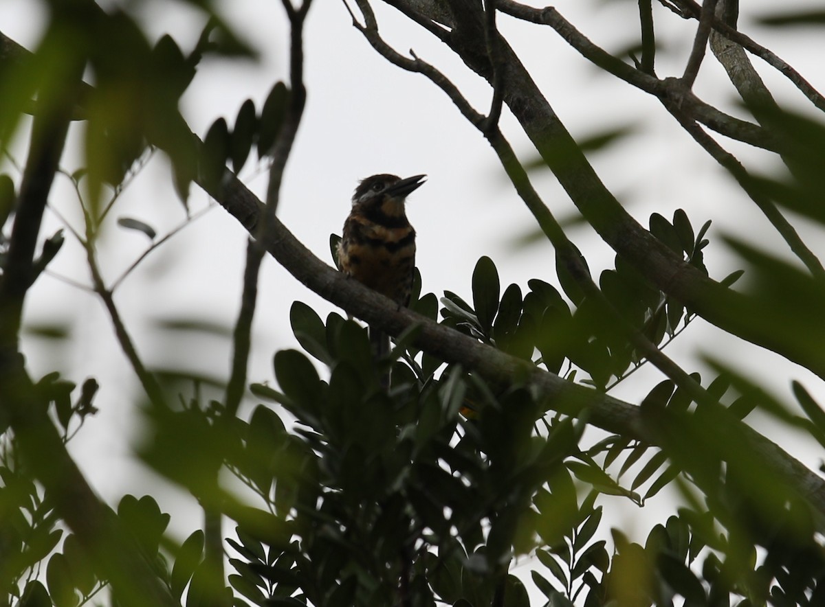 Two-banded Puffbird - ML618865084