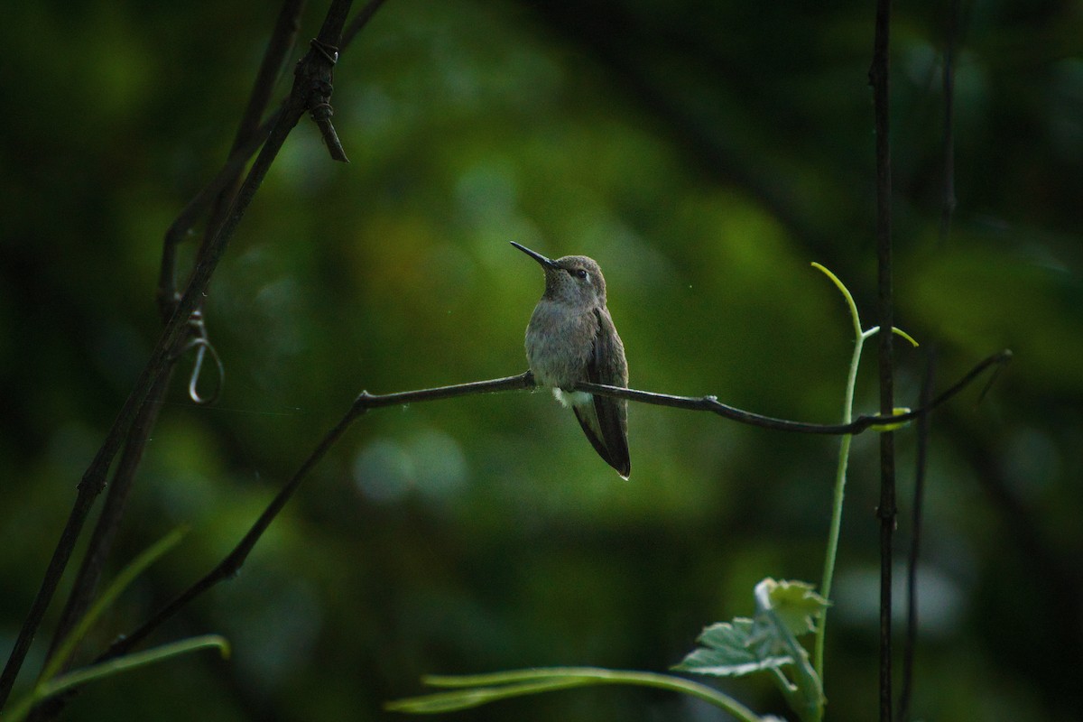 Costa's Hummingbird - ML618865102