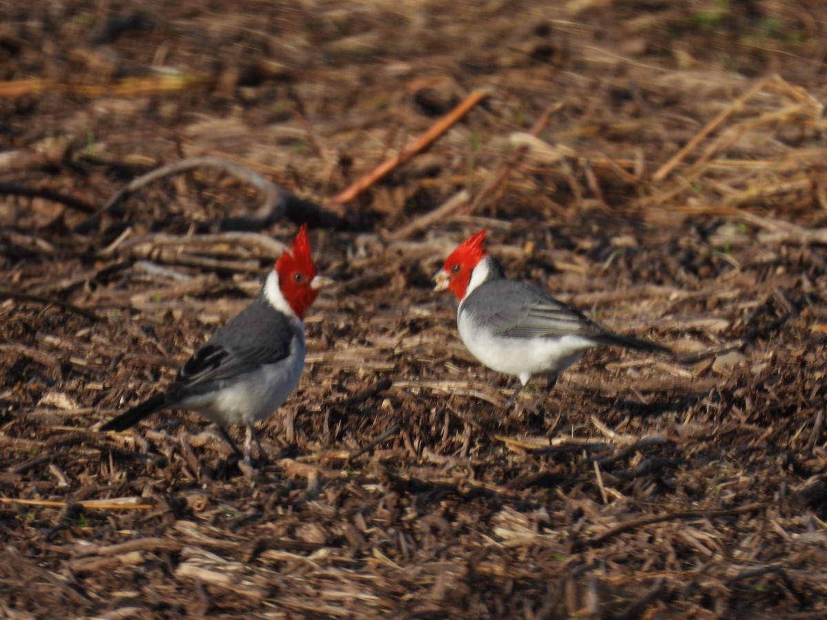 Red-crested Cardinal - ML618865109