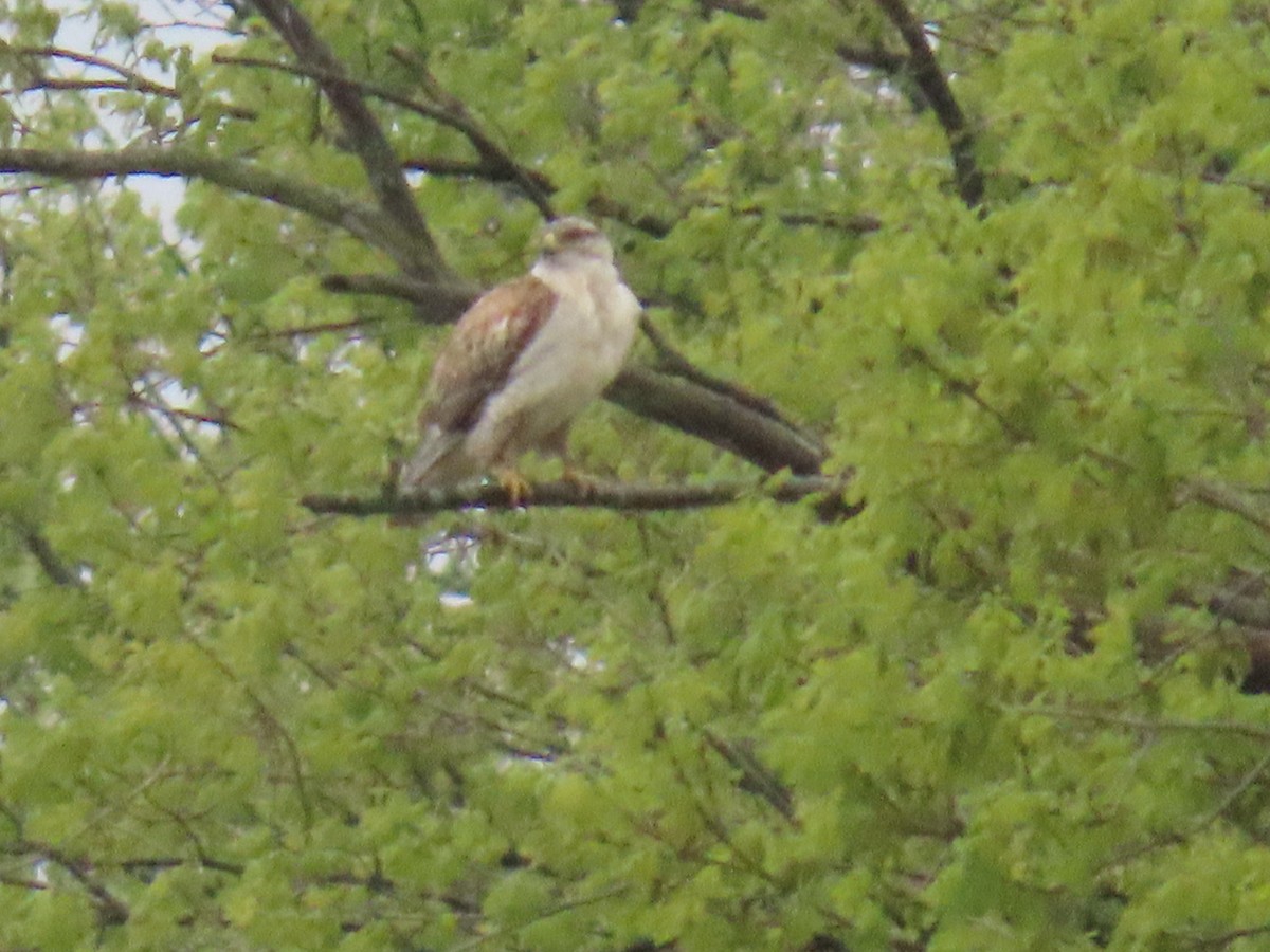 Ferruginous Hawk - Cathie Ferguson