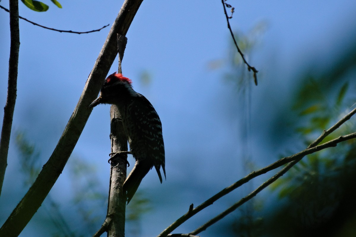 Nuttall's Woodpecker - ML618865116