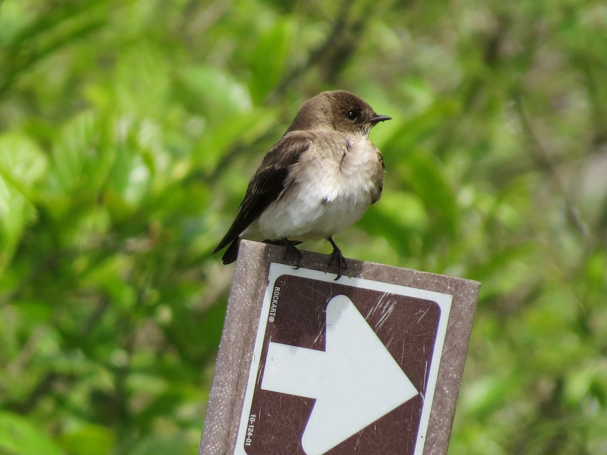 Northern Rough-winged Swallow - ML618865119