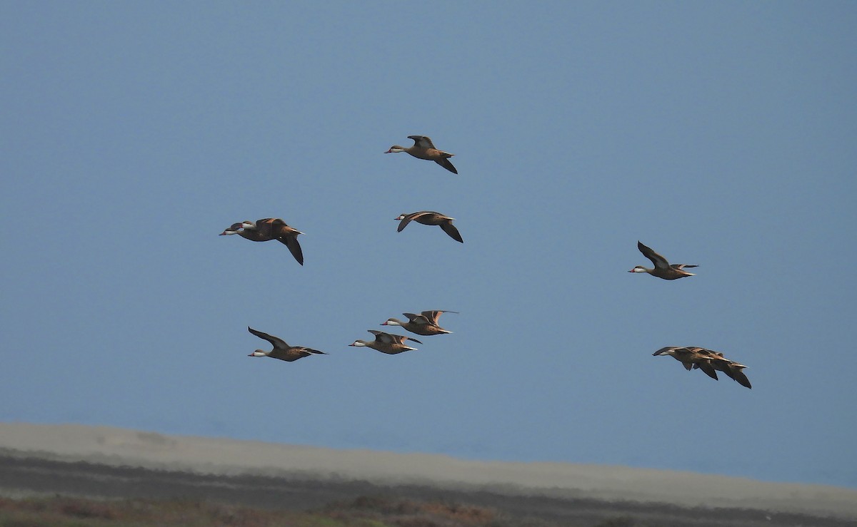 White-cheeked Pintail - Jorge Tiravanti