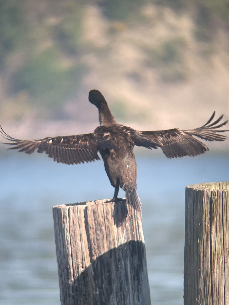 Brandt's Cormorant - Ed Beck