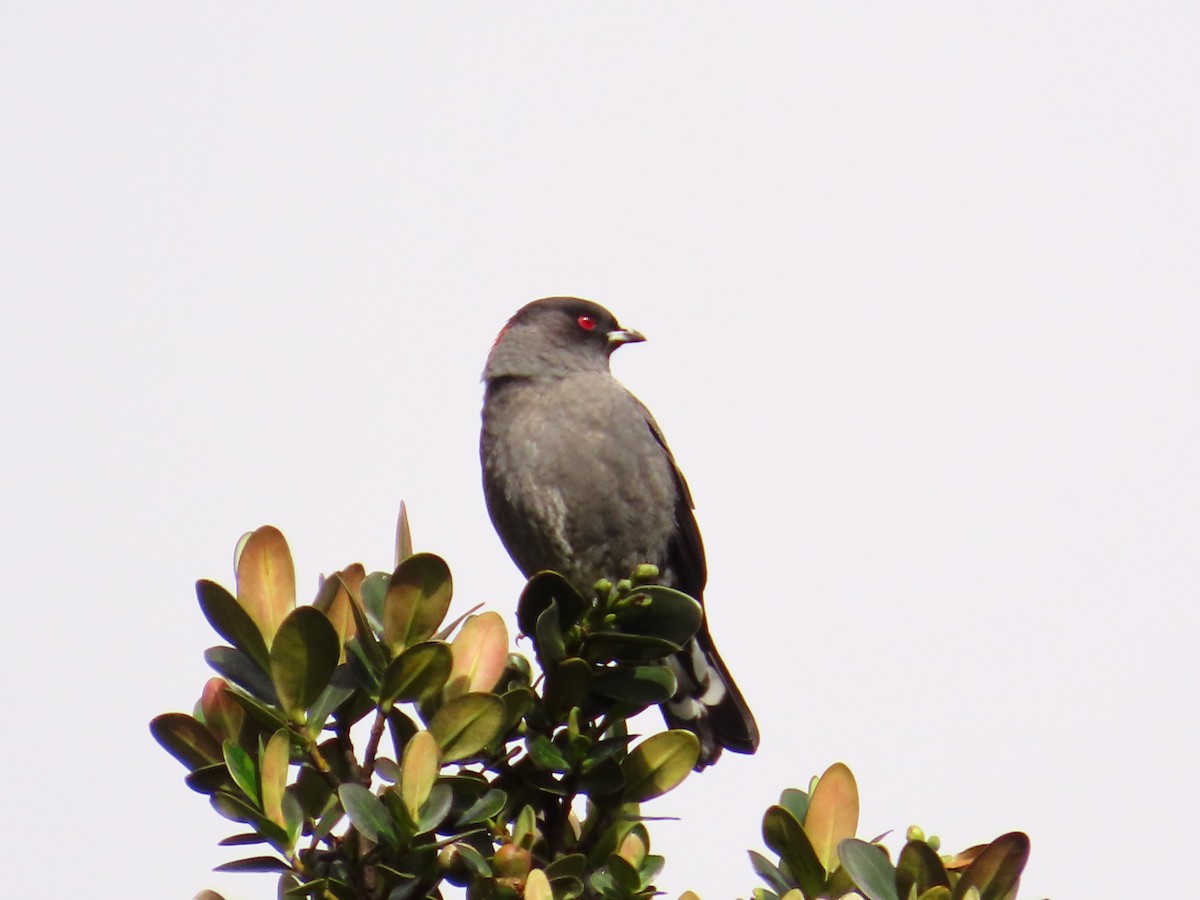 Red-crested Cotinga - Iby Orosco