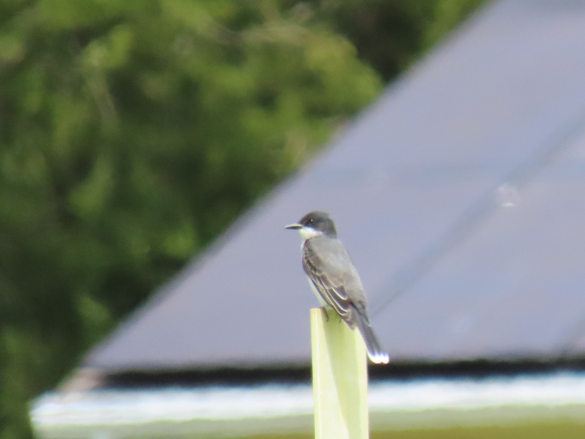 Eastern Kingbird - Ericka Albright