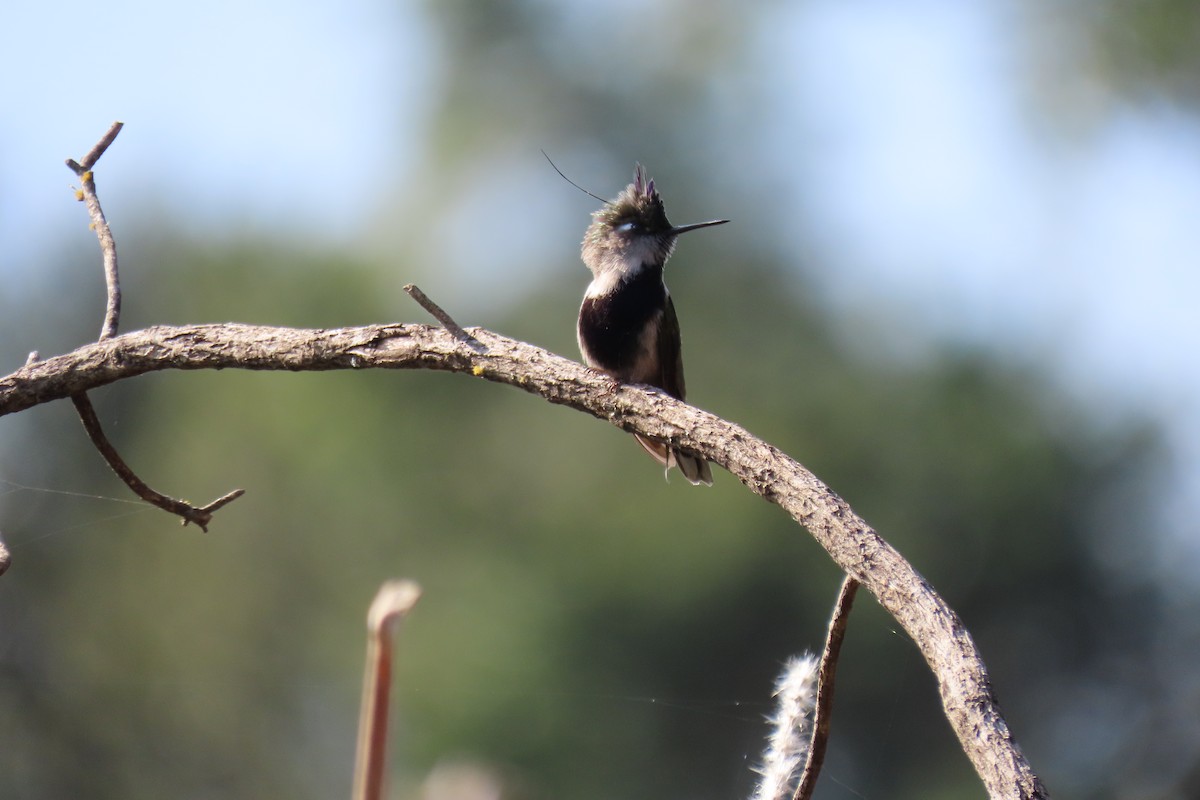 kolibřík paraguayský - ML618865150