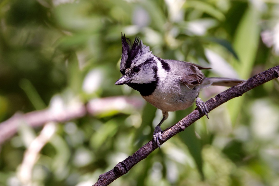 Bridled Titmouse - Haim Weizman