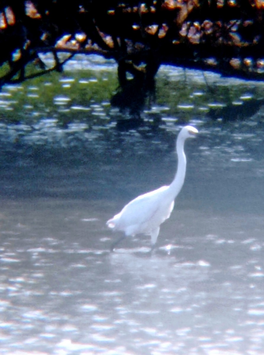 Snowy Egret - Darien Piña Davila