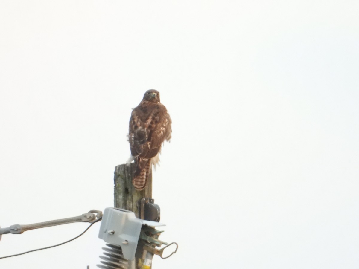 Red-tailed Hawk - Bill Holland