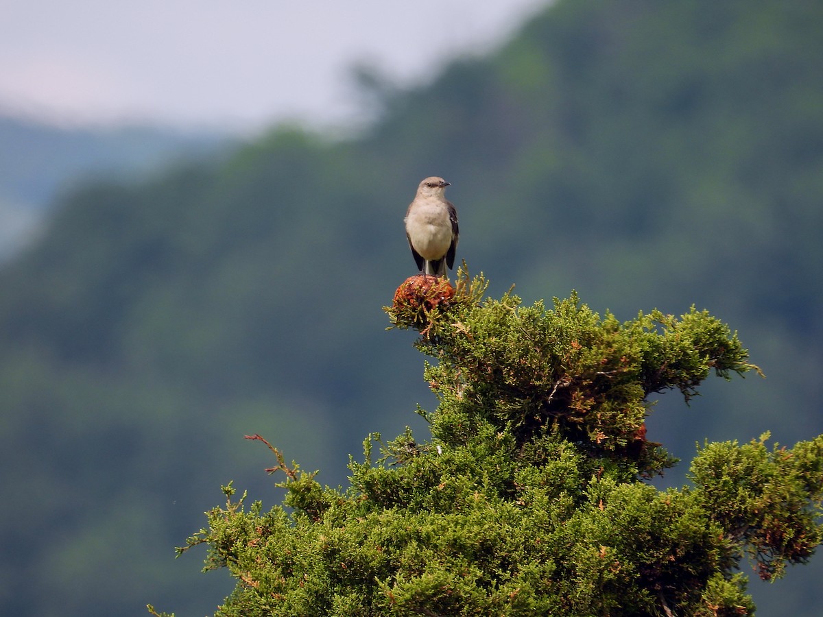 Northern Mockingbird - Jason Kline