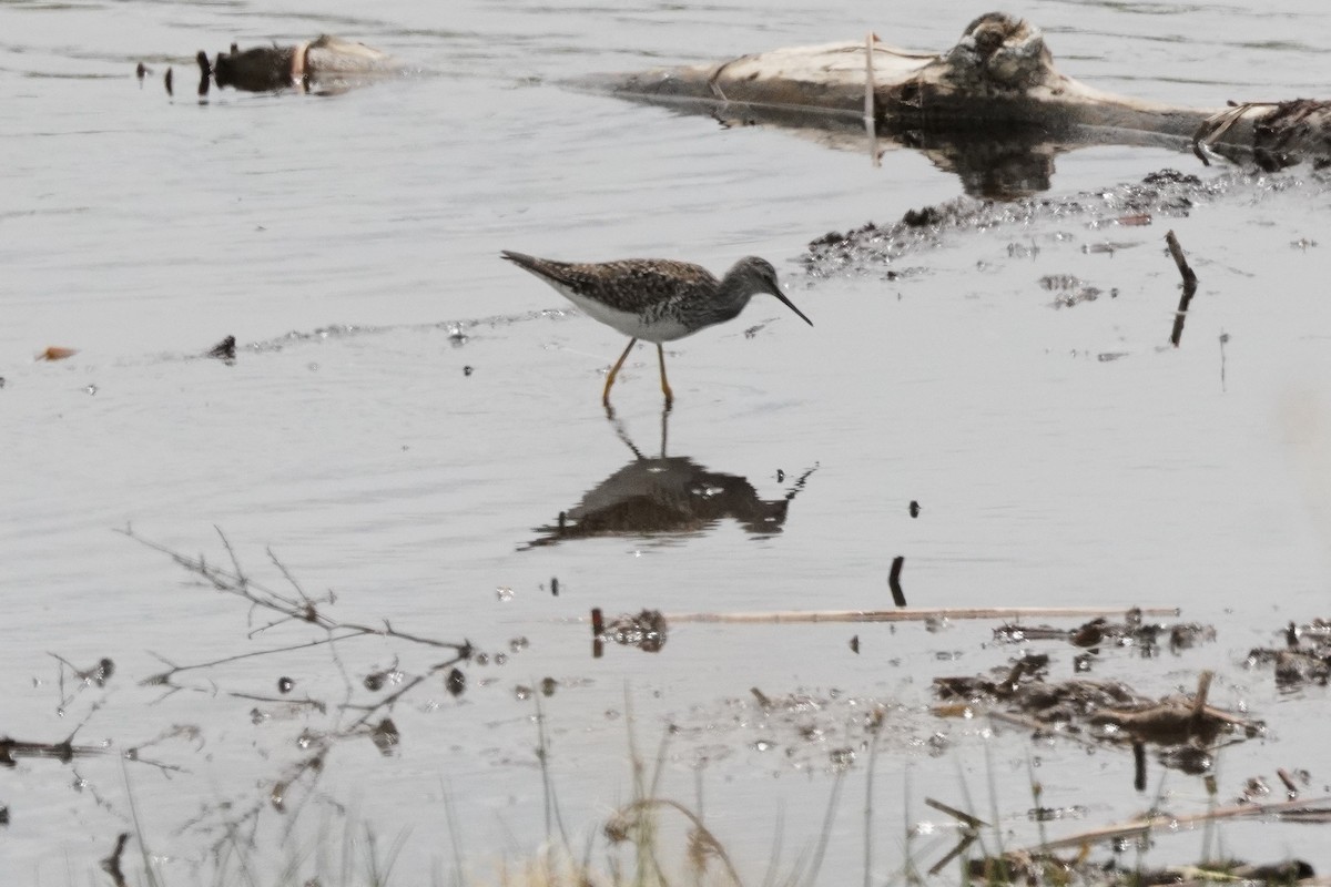 Lesser Yellowlegs - Kristy Dhaliwal