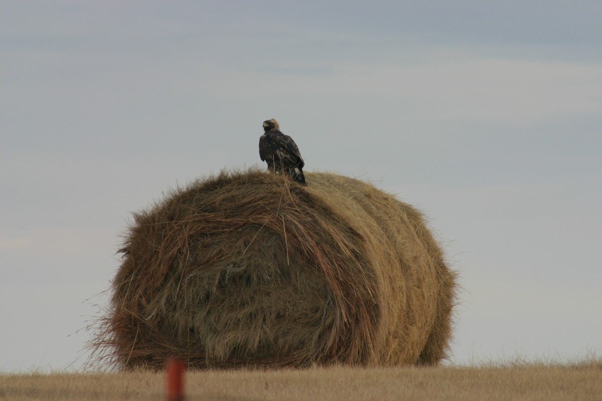 Golden Eagle - ML618865184