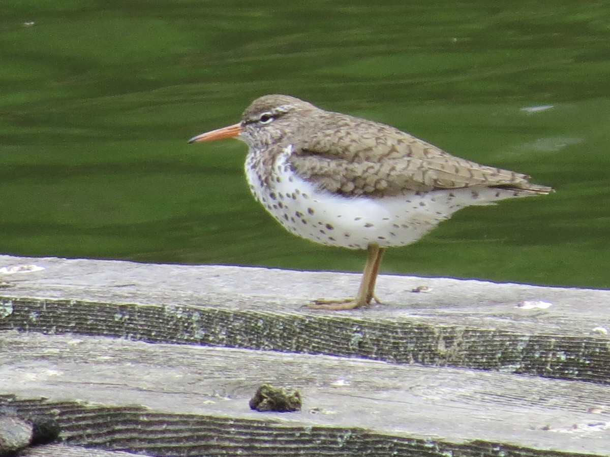 Spotted Sandpiper - ML618865187