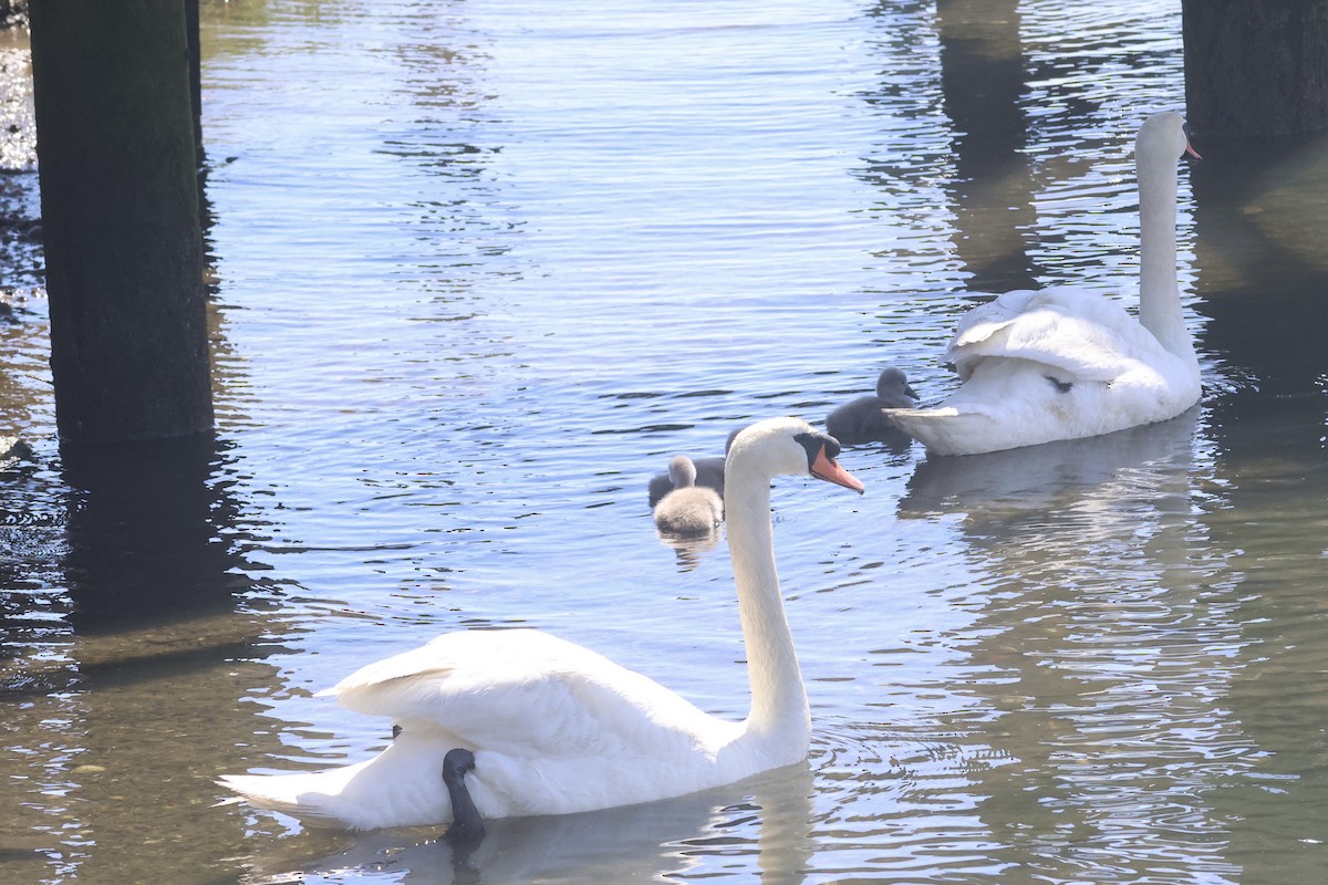 Mute Swan - ML618865189