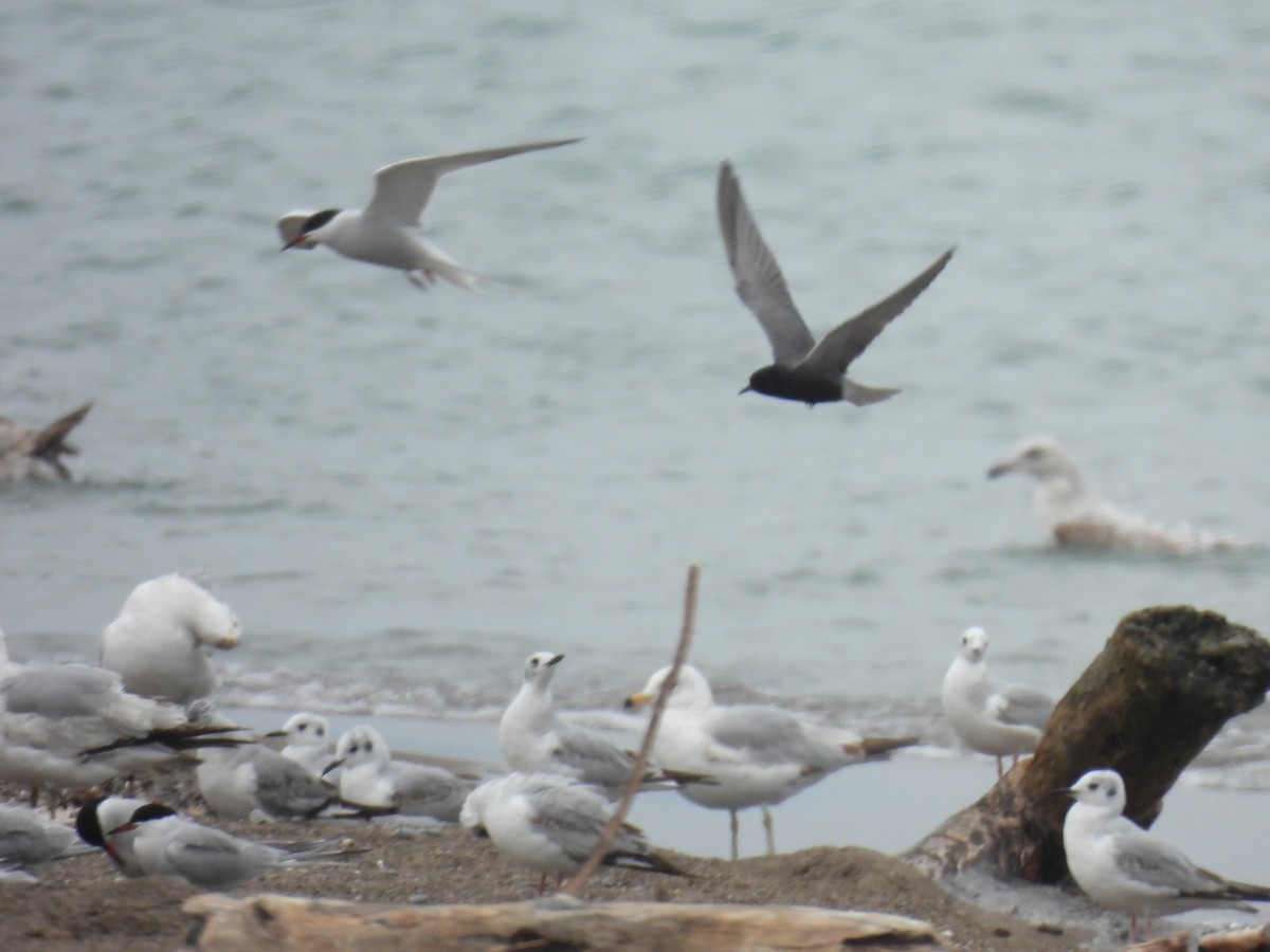 Black Tern - Jay Solanki